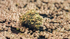 CBD and Hemp Seed Banks: The Best Sources of Legal CBD