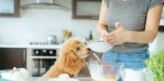 Prepare Freshly Cooked Food For Your Dog