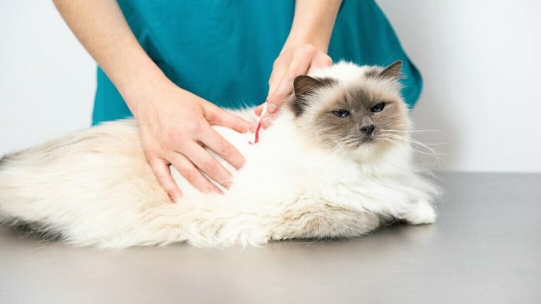 How Do You Protect Your Cats from Fleas and Ticks?
