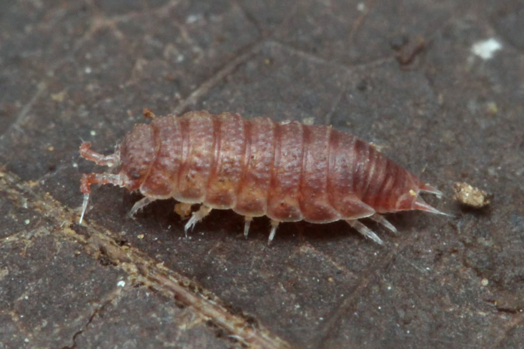 isopods