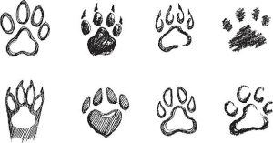 paw prints